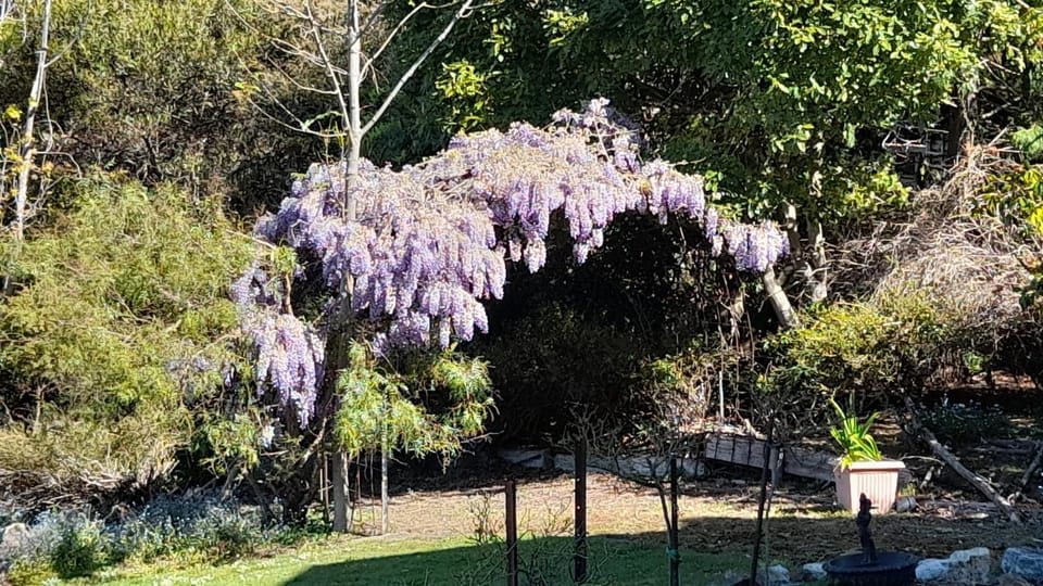 Garden view