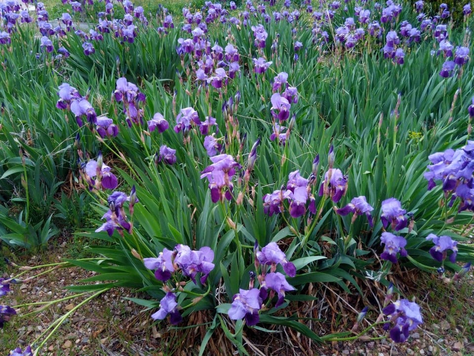 Spring