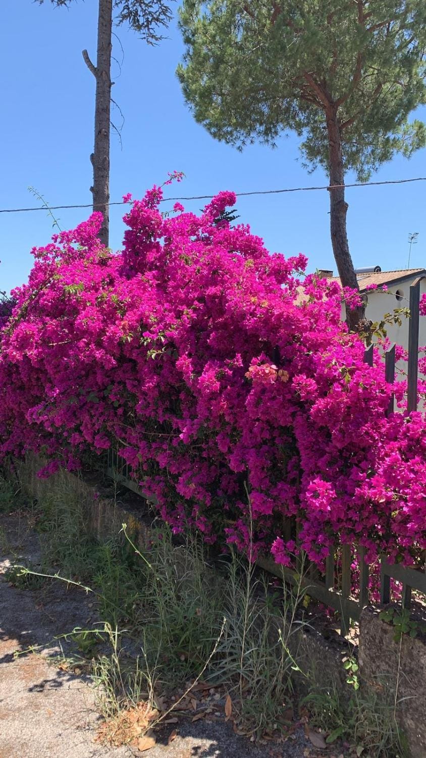 Spring, Natural landscape, Garden, Garden view