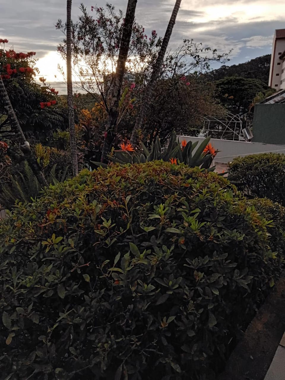Garden view