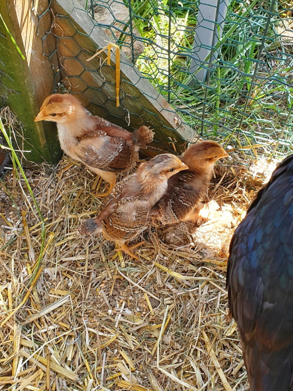 Gîte à la ferme Apartment in Île-de-France
