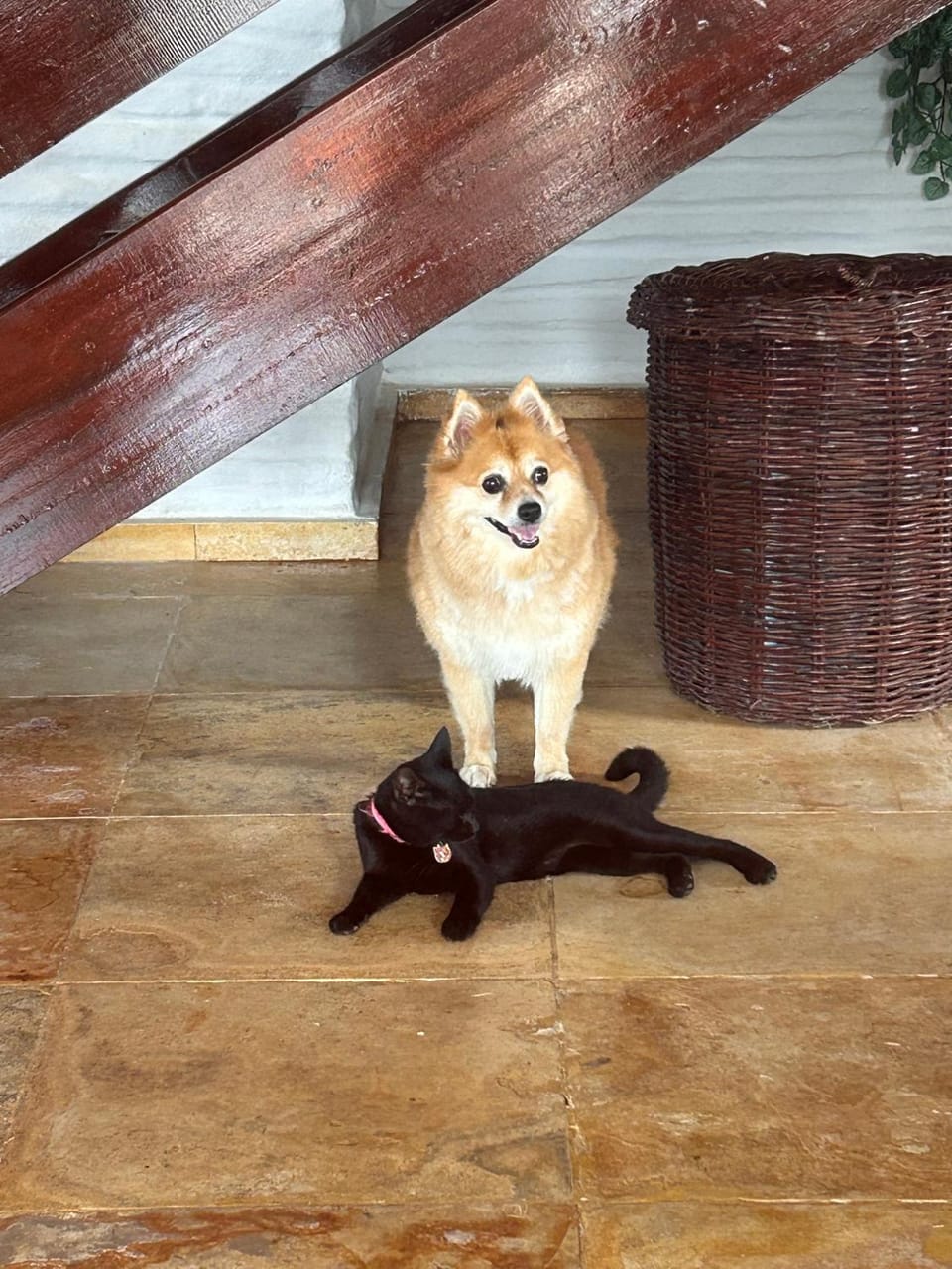 Pets