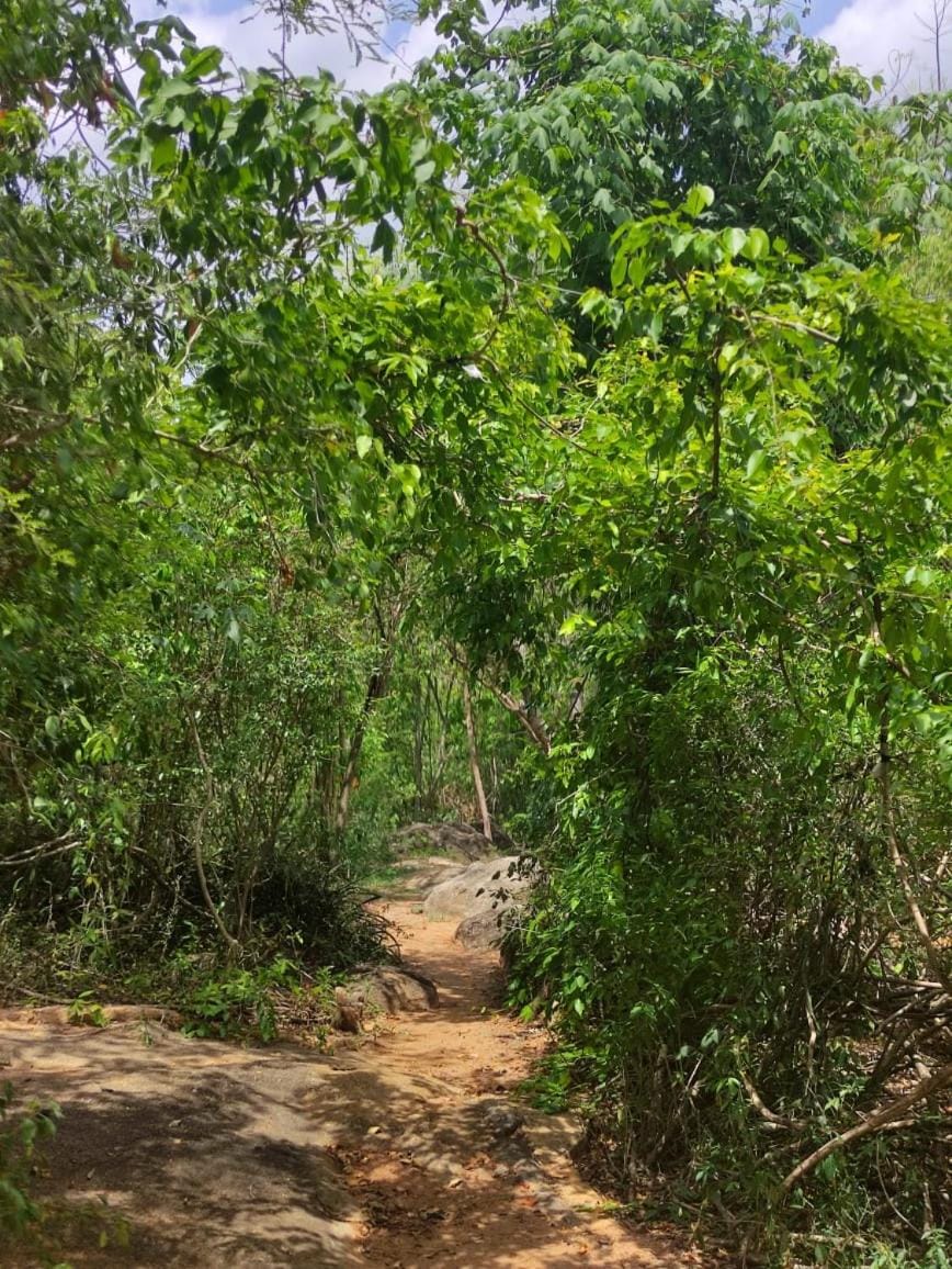 Sigiriya Eco Lodge & Accommodation - Sigiriya CES Field Base Nature lodge in Dambulla