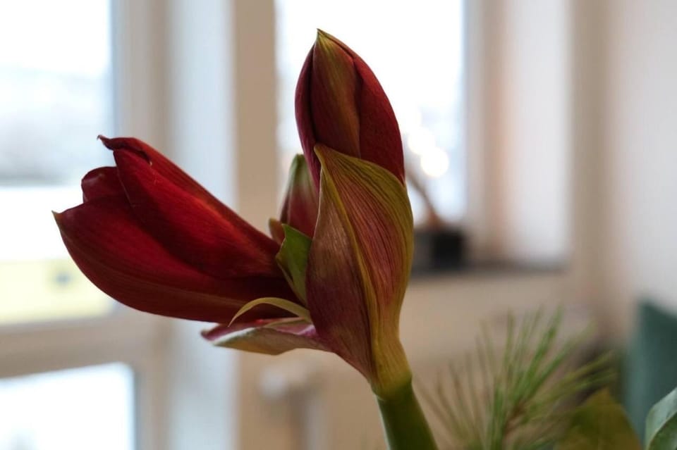 Wunderschöne große Ferienwohnung in Aue Apartment in Erzgebirgskreis