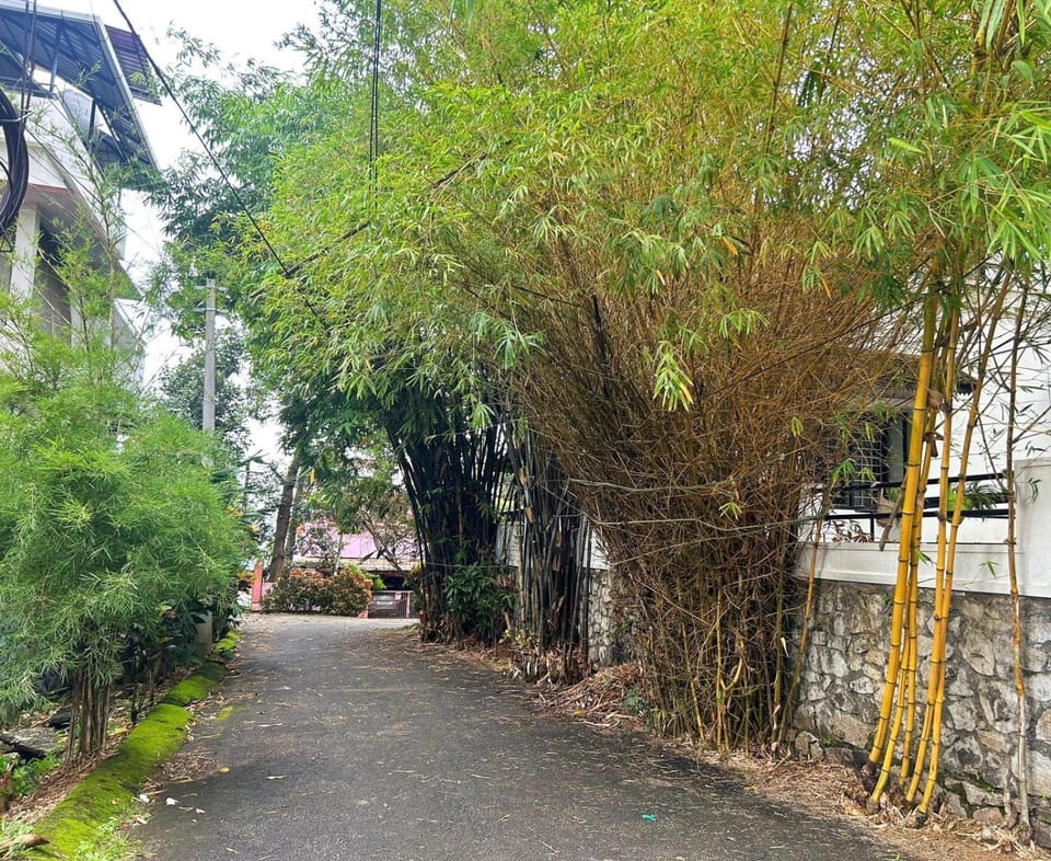 Garden, Garden view, Street view