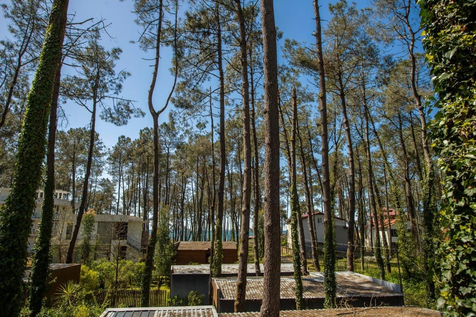 Day, Neighbourhood, Natural landscape, Summer