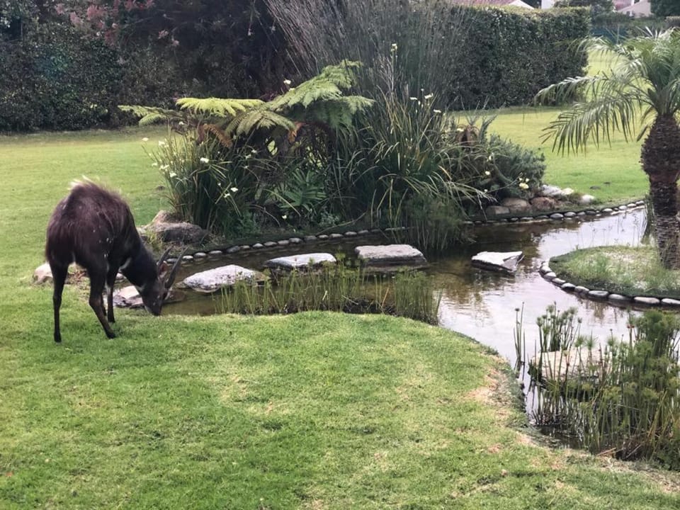 Garden, Animals