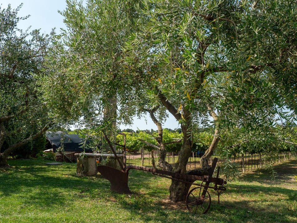 Day, Natural landscape, Garden, Garden view