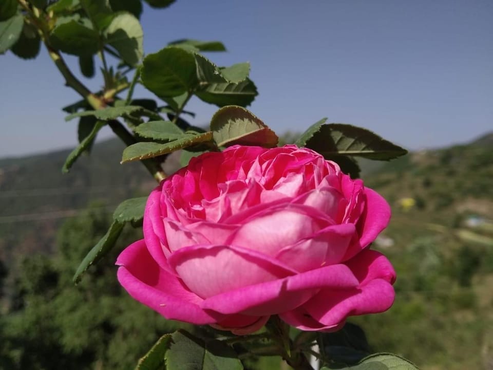Onces Upon A Forest, Pangot,Nainital 4BR Homeyhuts House in Uttarakhand