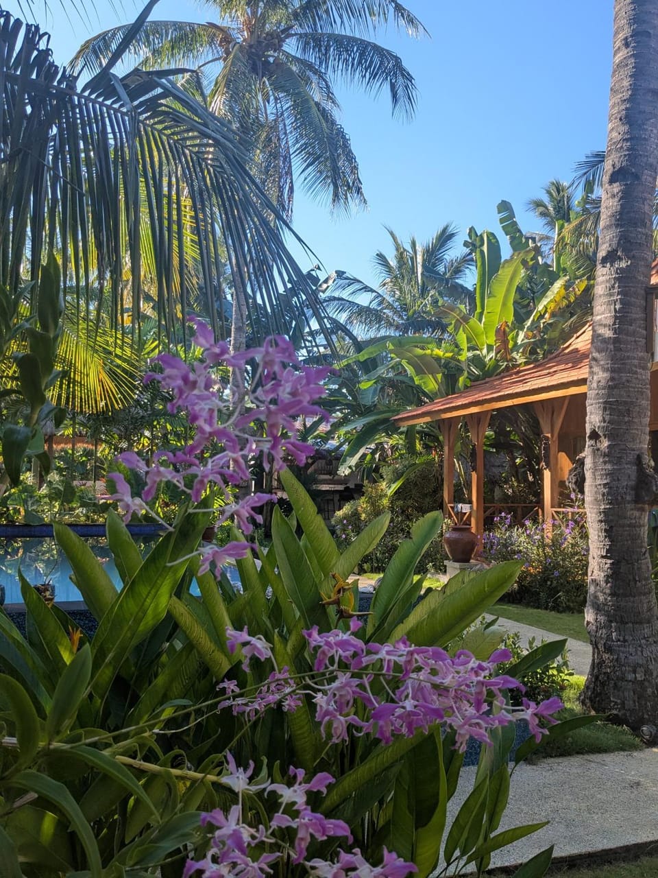 Garden view