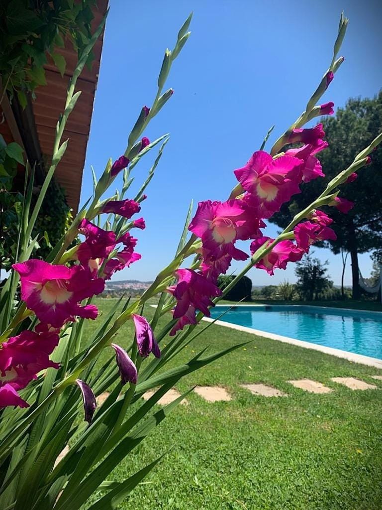 Garden, Garden view, Pool view, Swimming pool
