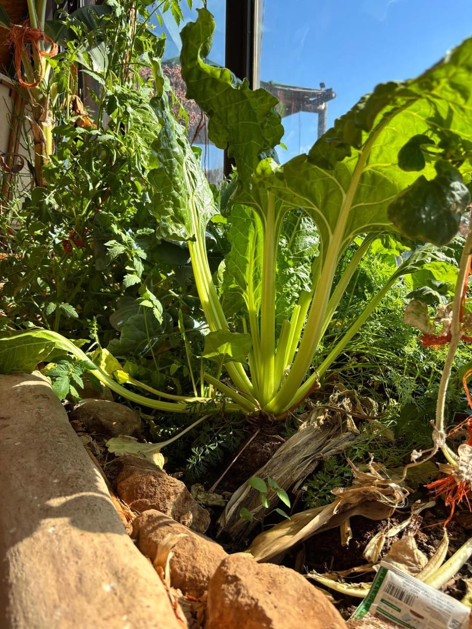 Garden view