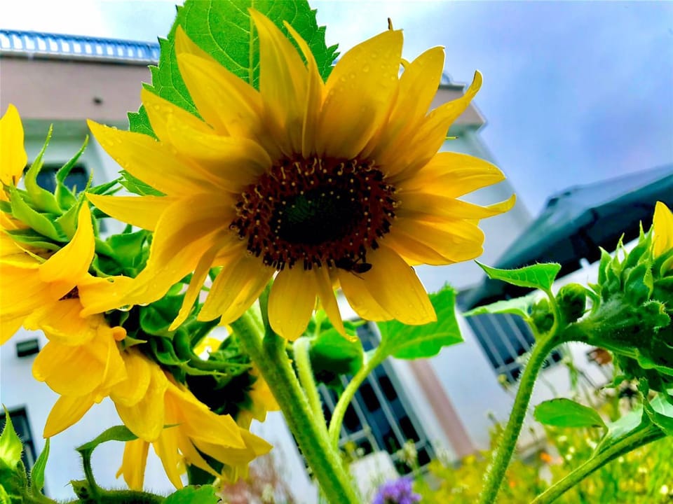 Day, Garden, Garden view