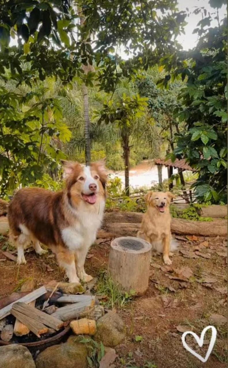 Pets