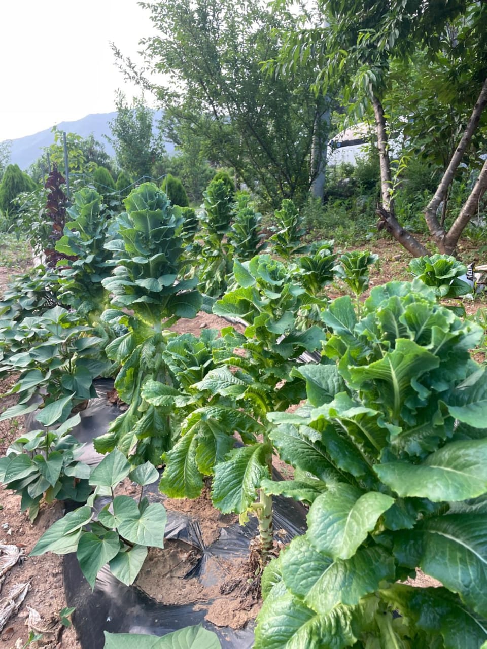 Day, Garden view