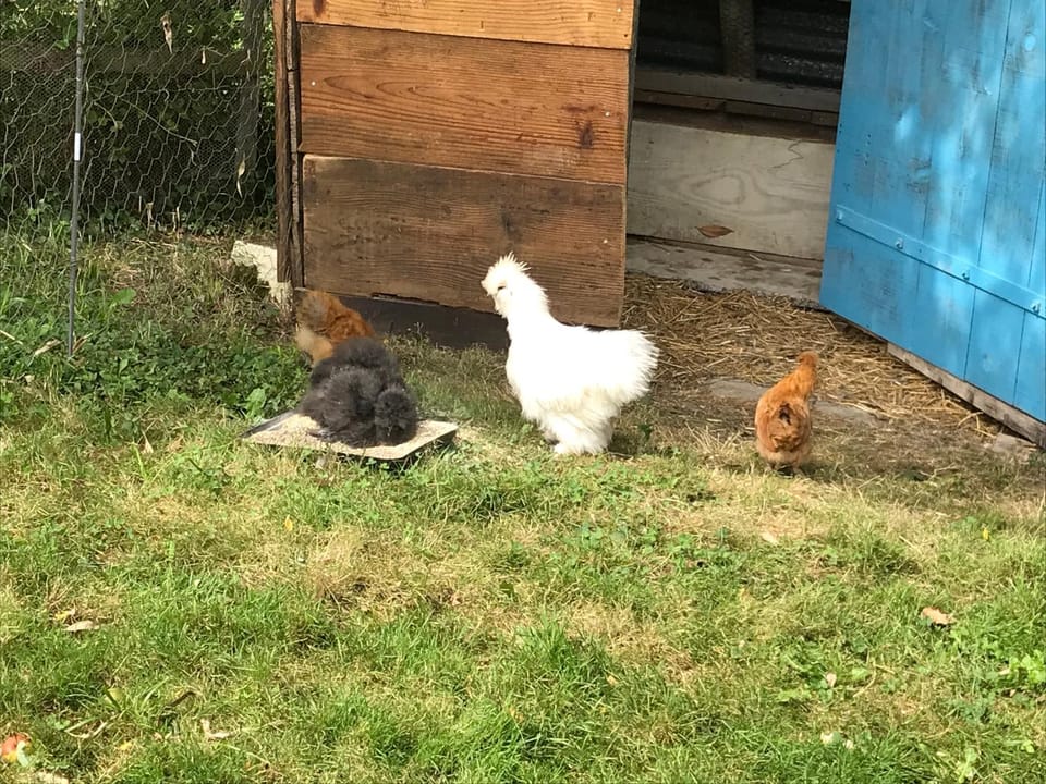 Pets