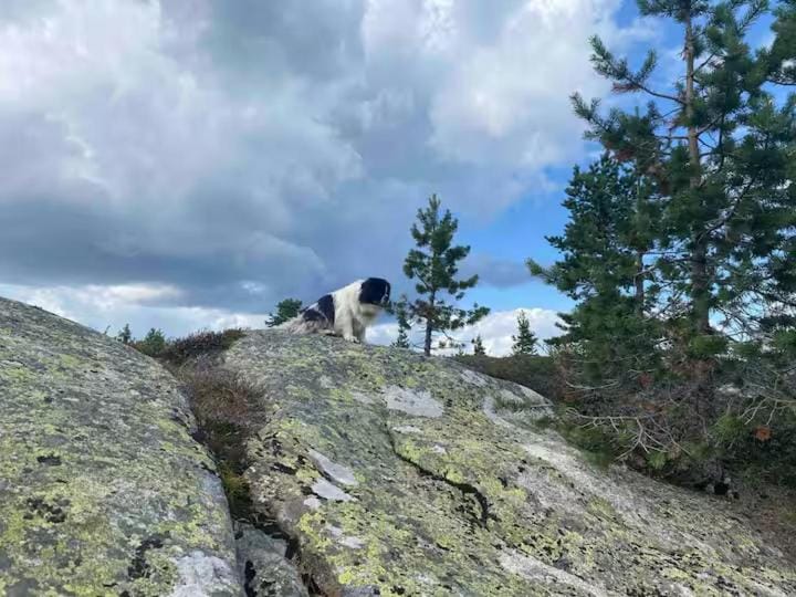 Blefjell hytte med fantastisk utsikt Chalet in Viken, Norway