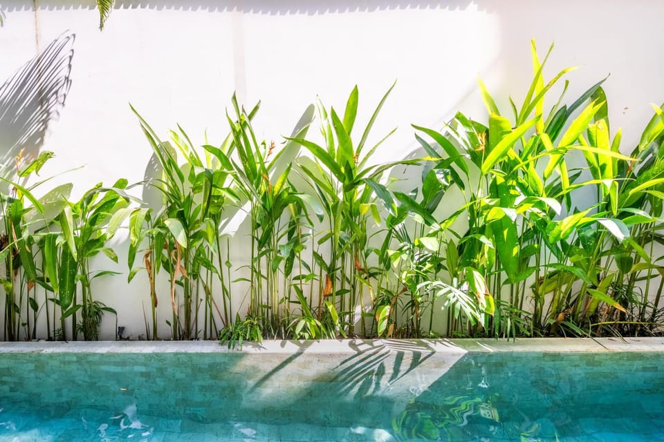 Garden view, Swimming pool