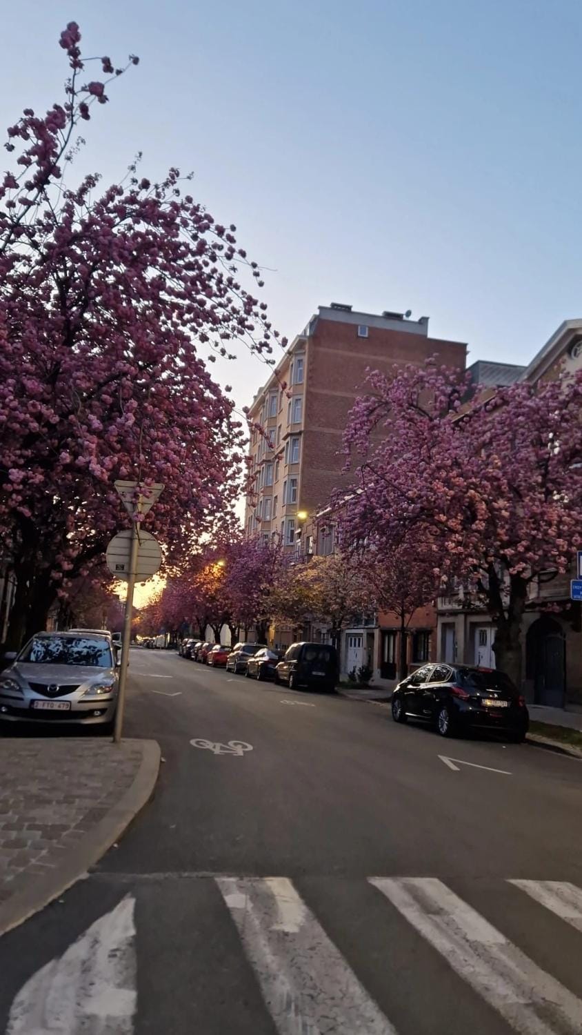 Property building, Spring, Day, Neighbourhood