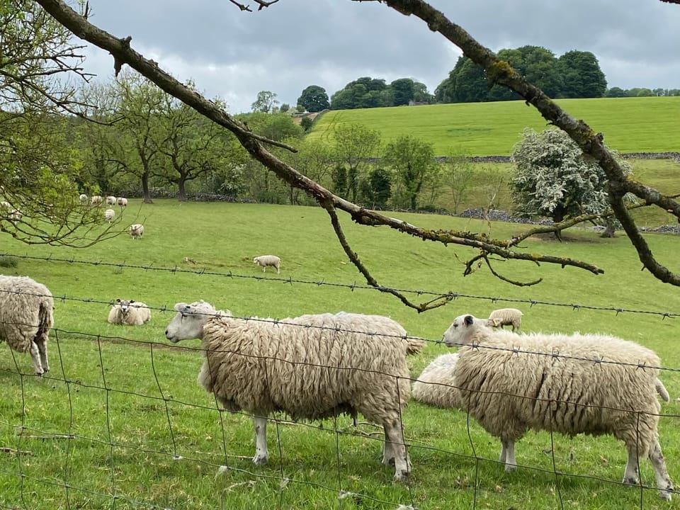 Natural landscape, Animals