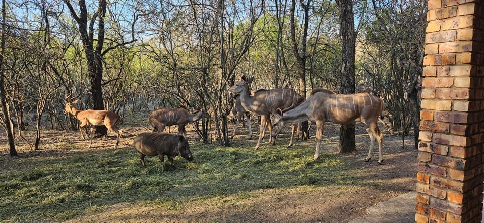 Animals