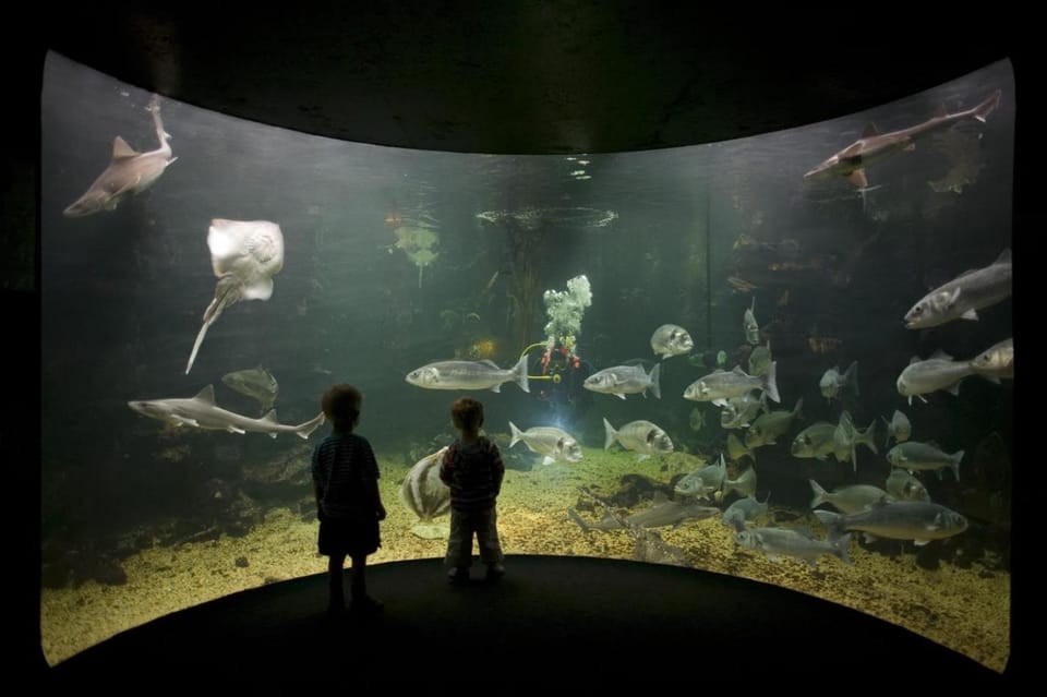 Nearby landmark, Animals, children