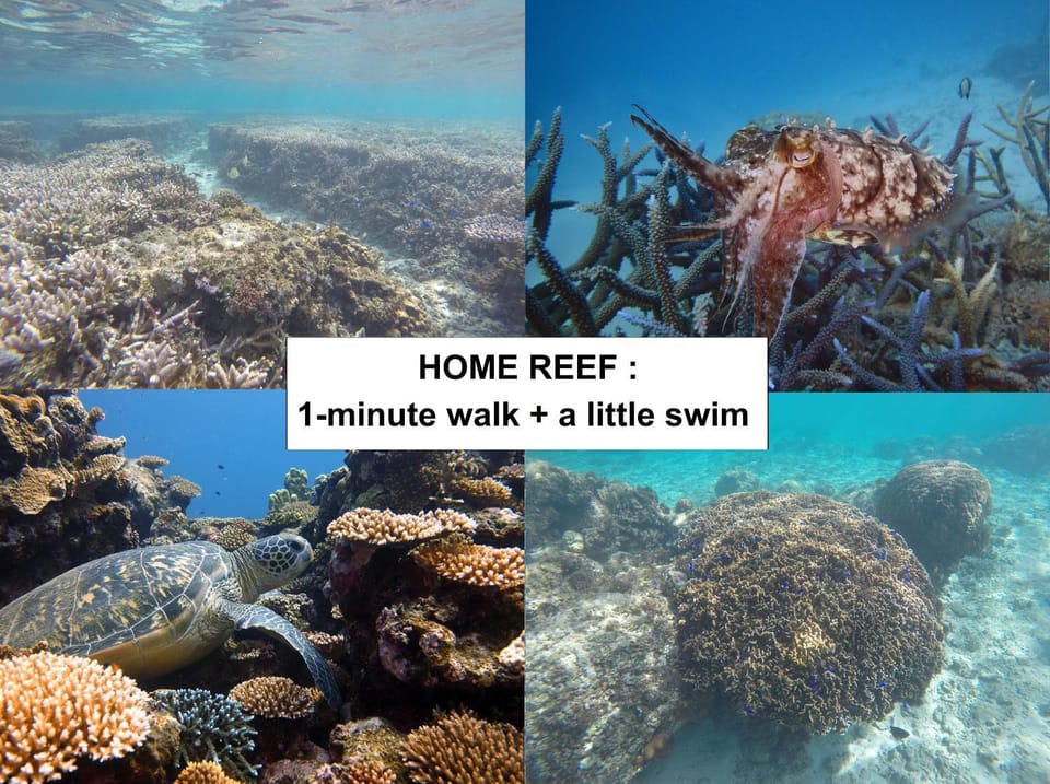 Snorkeling, Snorkeling, Beach