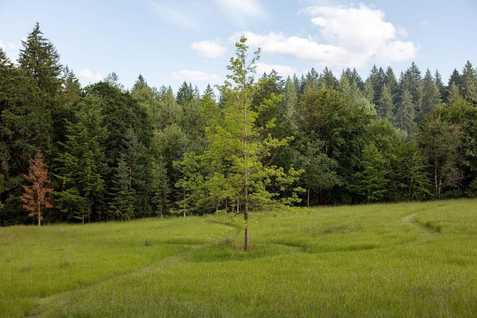 The Carly Fern Lodge House in Willamette Valley