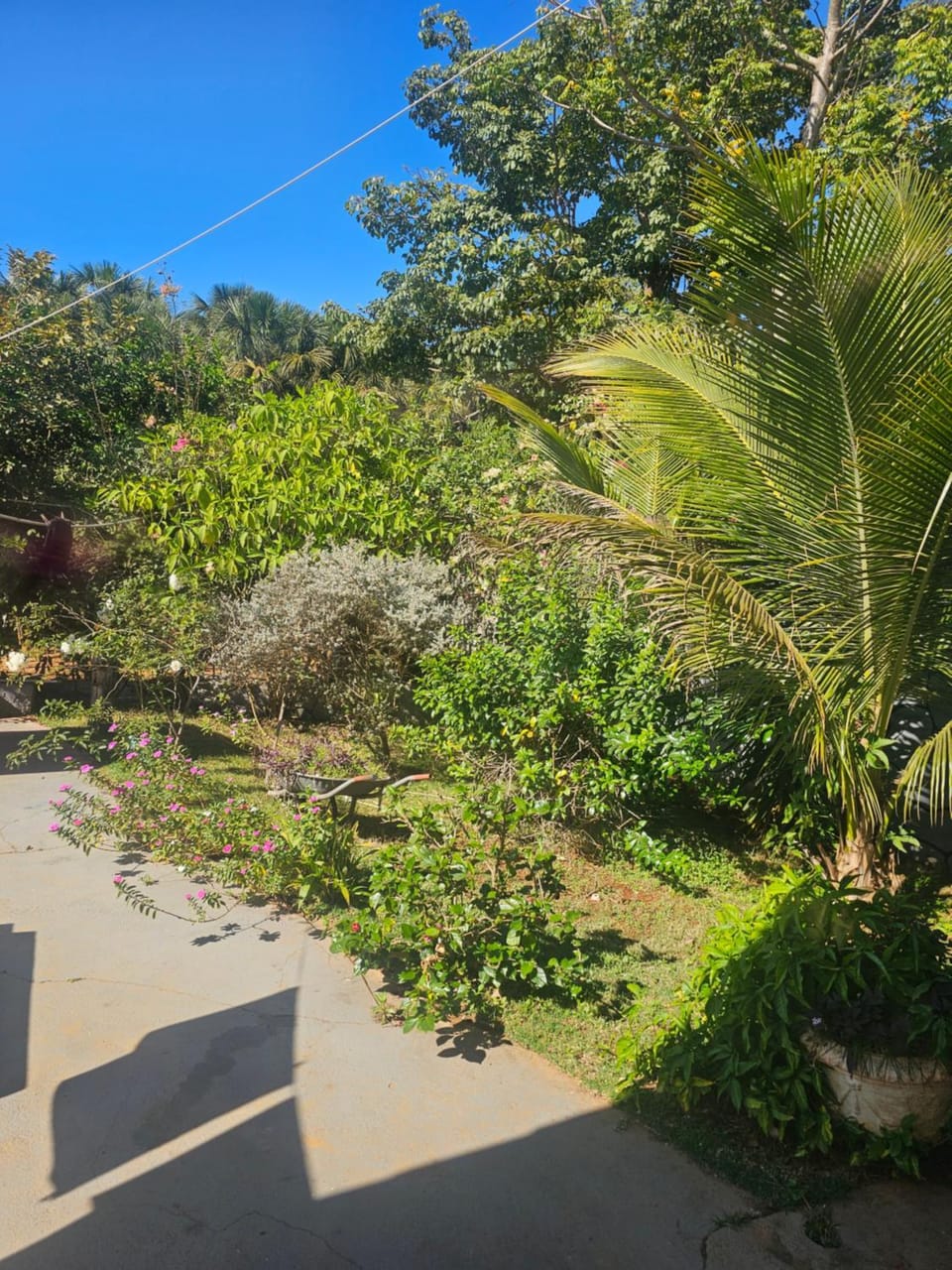 Garden view