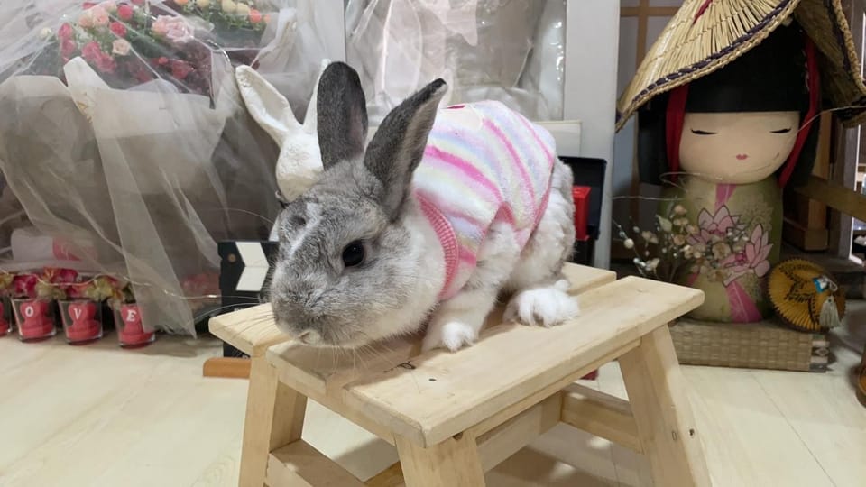 Animals, Pets