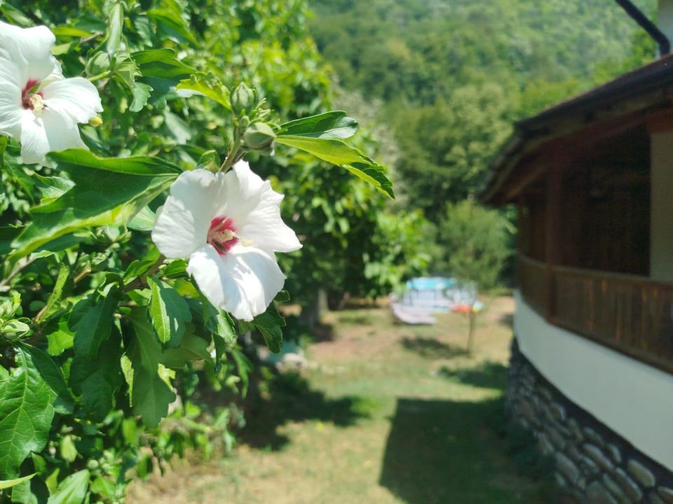 Къща за гости Аврамови Inn in Bulgaria