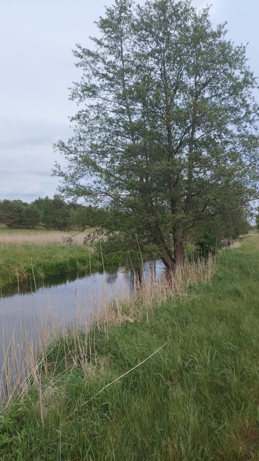 Natural landscape, River view