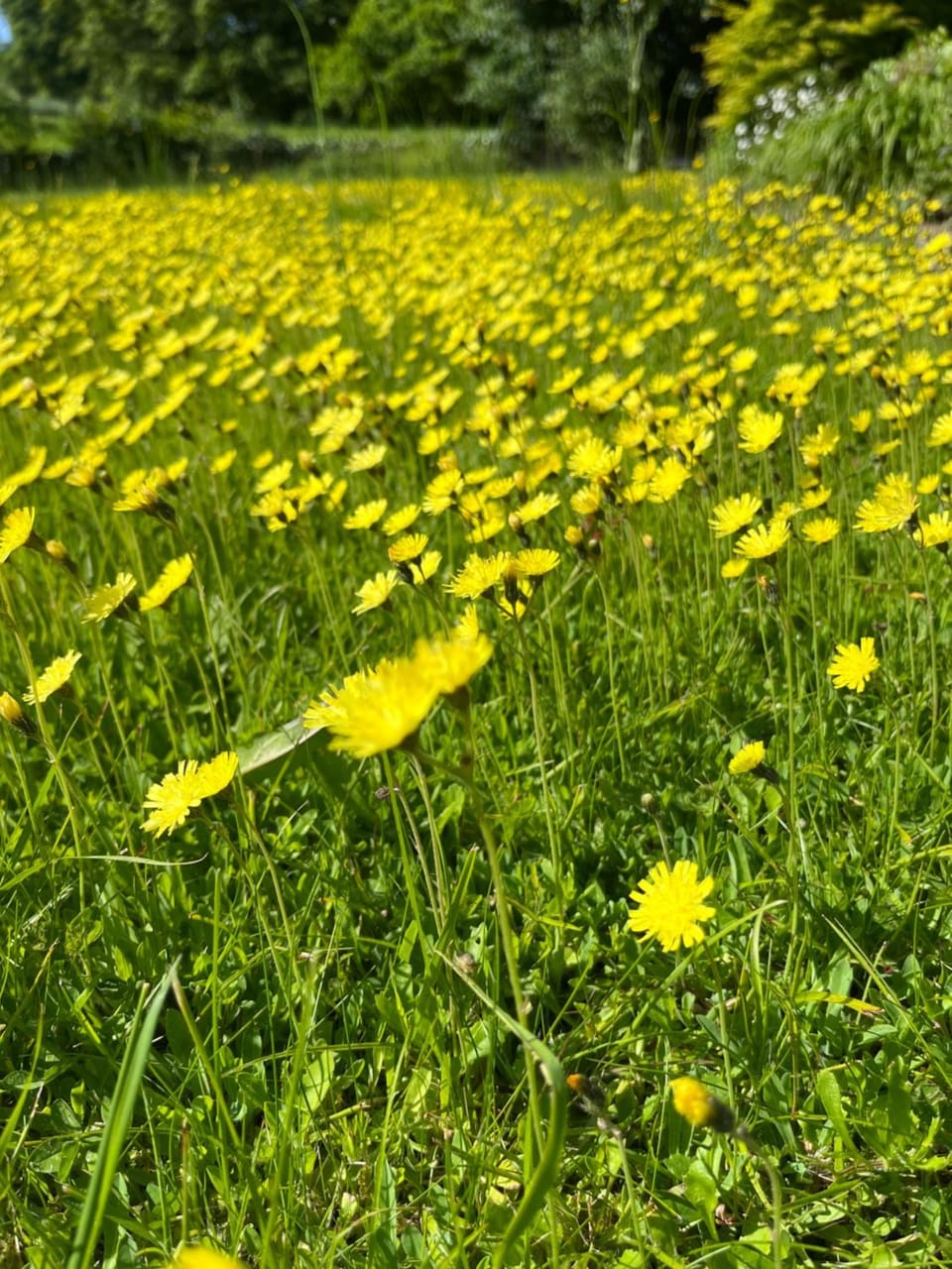 Chateau Anaselle Bed and Breakfast in Normandy