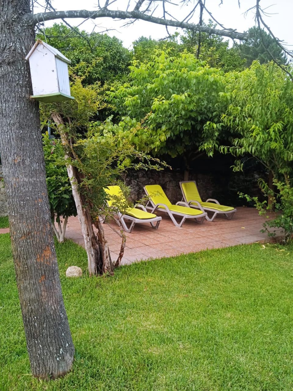 Garden view, sunbed