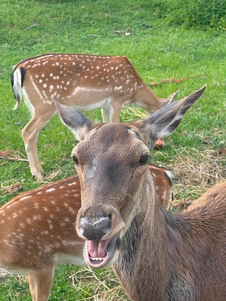 Day, Natural landscape, Activities, Animals, Animals