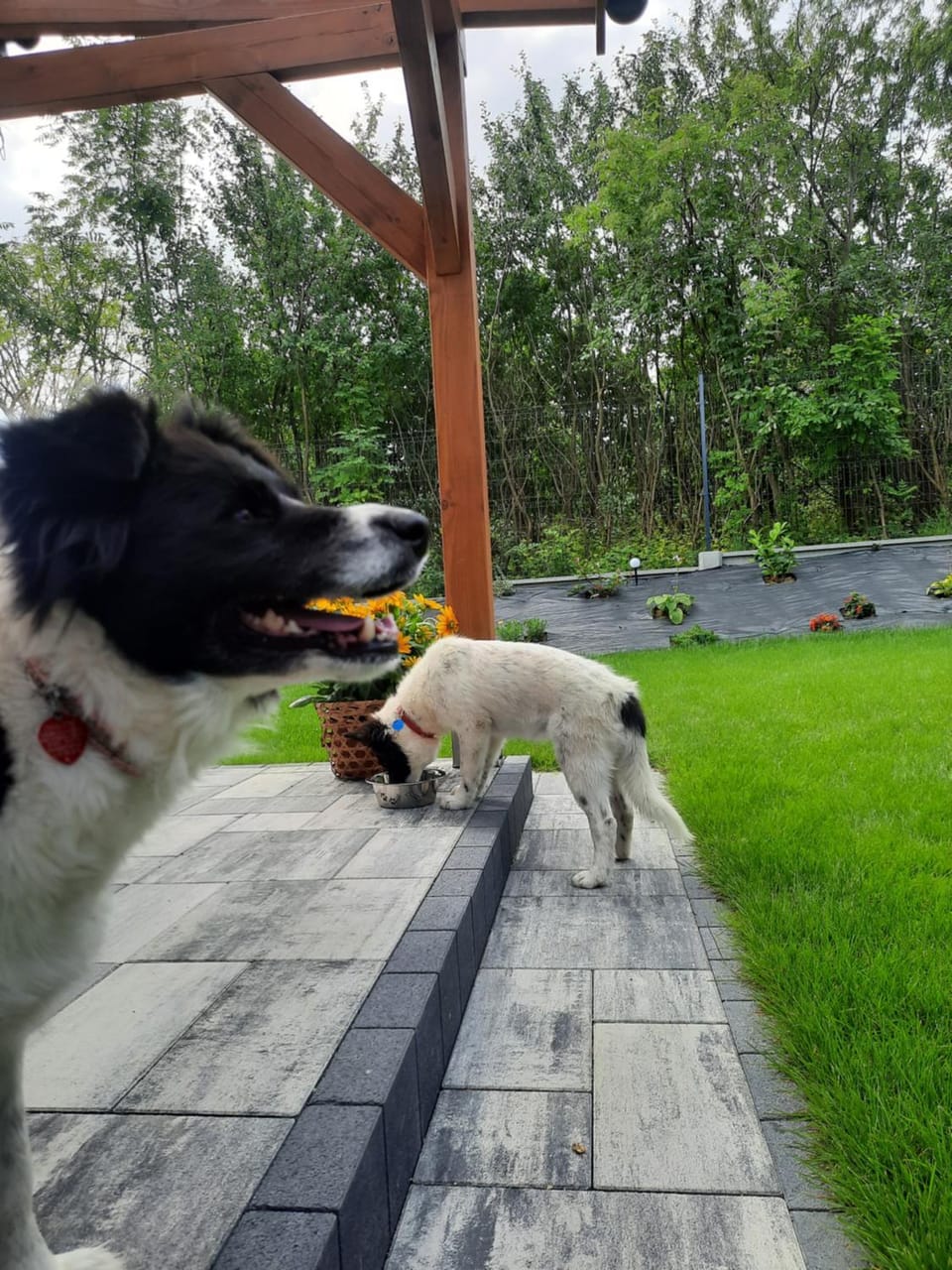 Balcony/Terrace, Pets