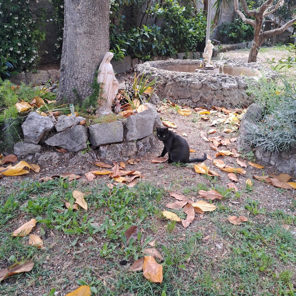 Garden, Pets, Garden view