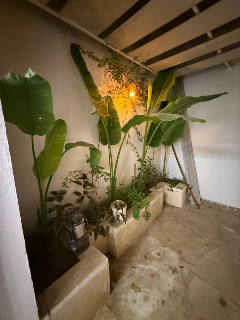Garden, Garden, Balcony/Terrace
