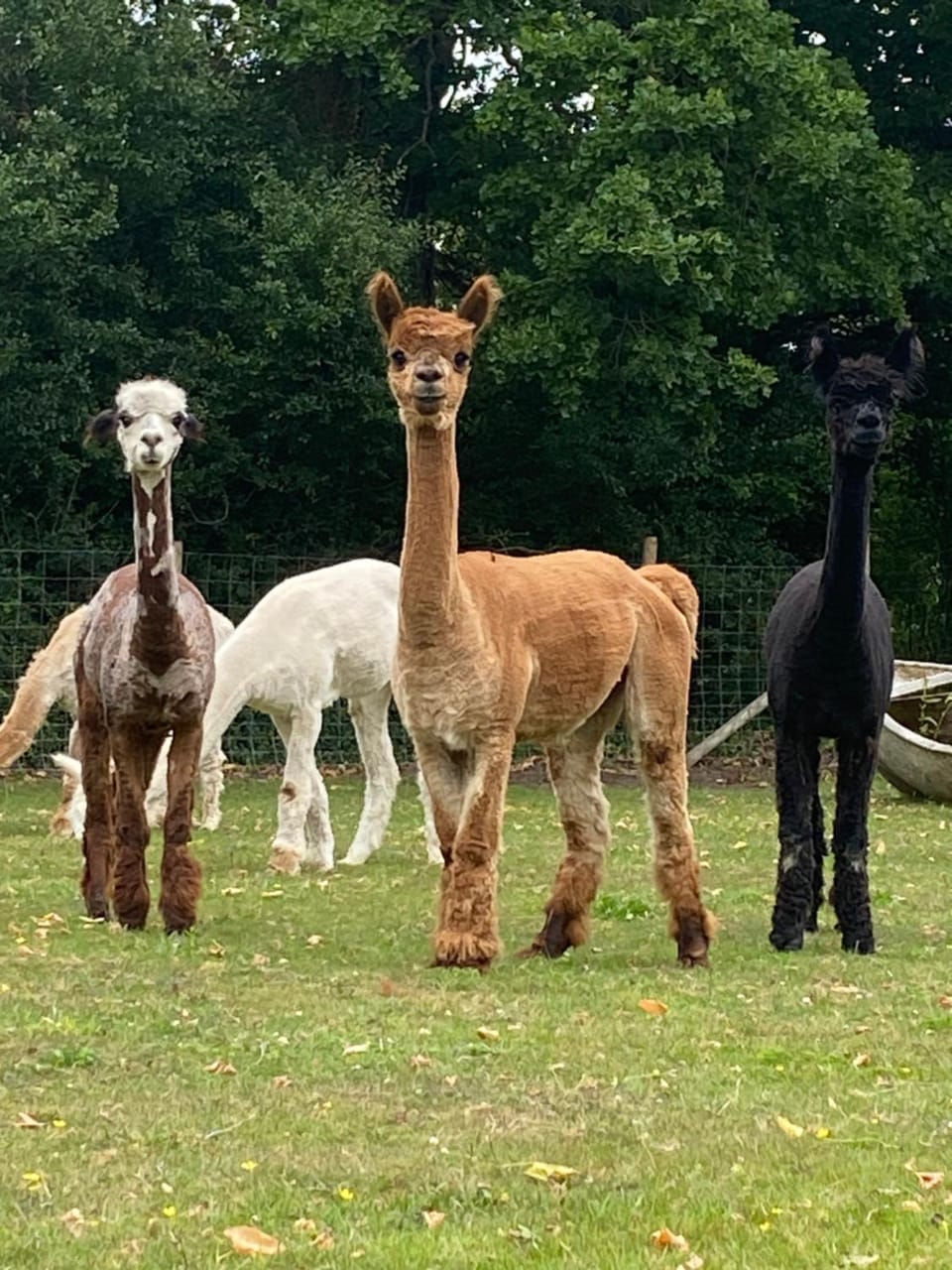 Animals