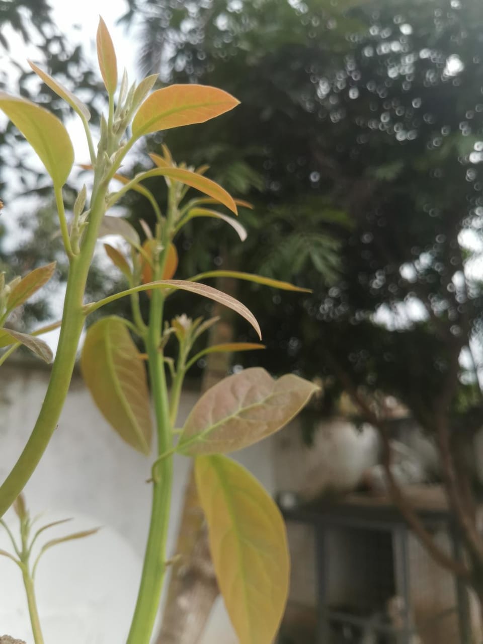 House 21,Cedar Groove Vacation rental in Nairobi County