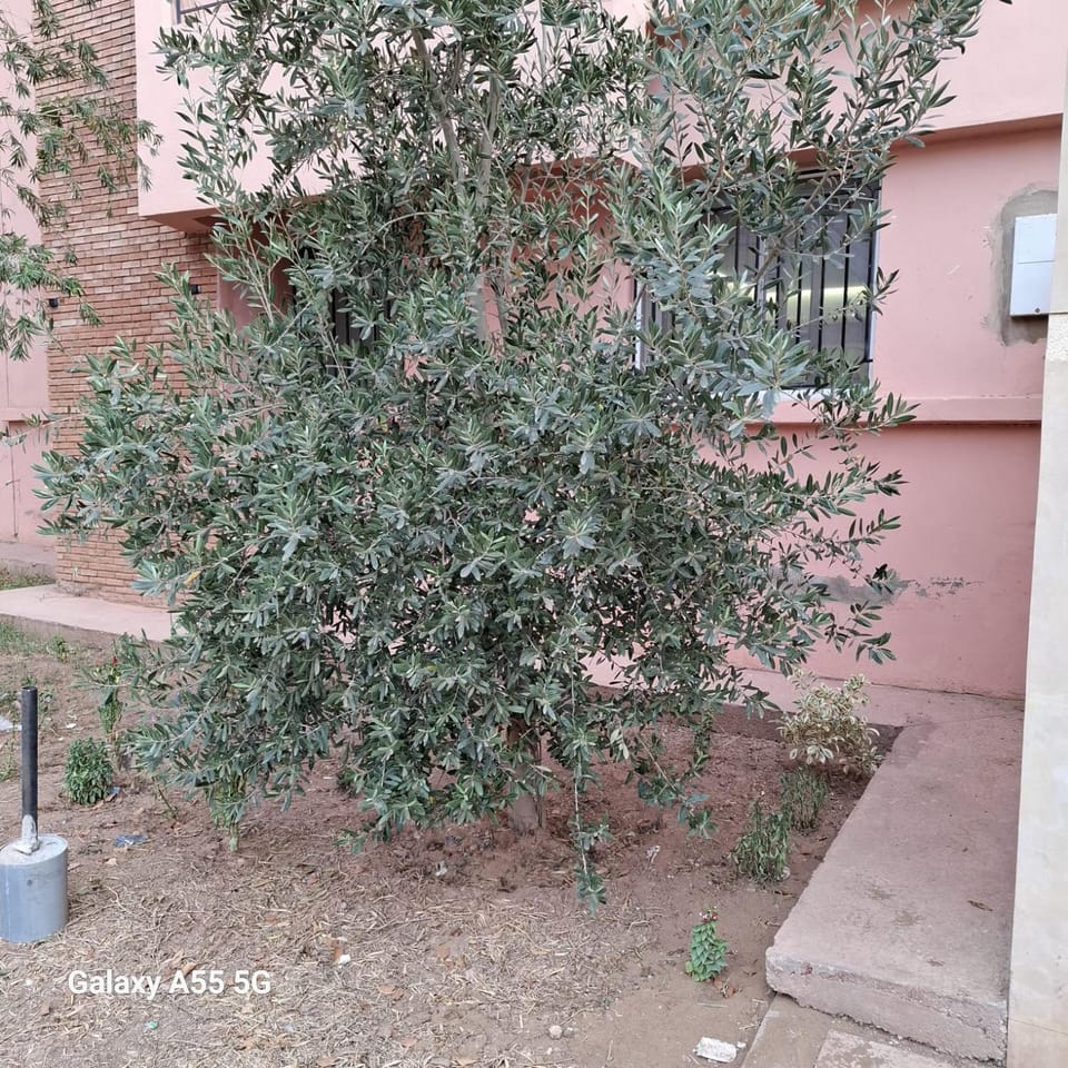 Douira Apartment in Marrakesh