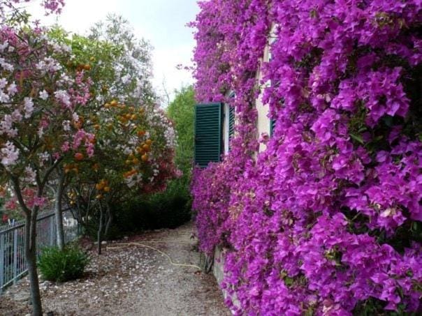 Villa in Elba Island, seaview 2 Kayaks provided House in Tuscany