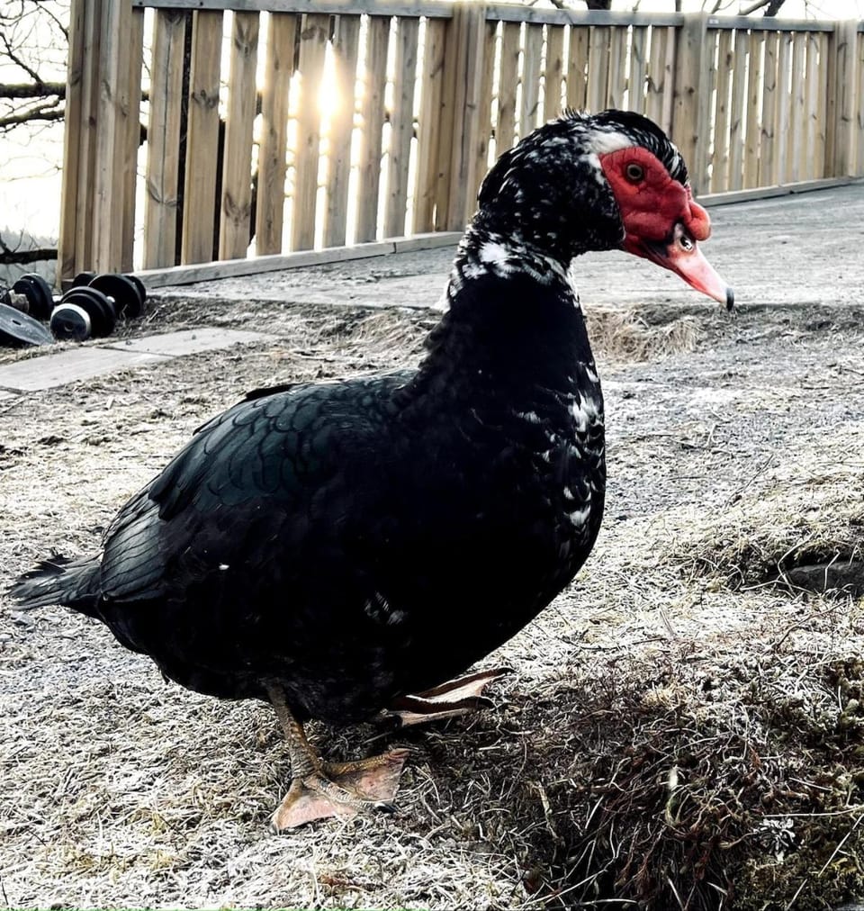 Farm stay at Løkka farm Villa in Viken, Norway
