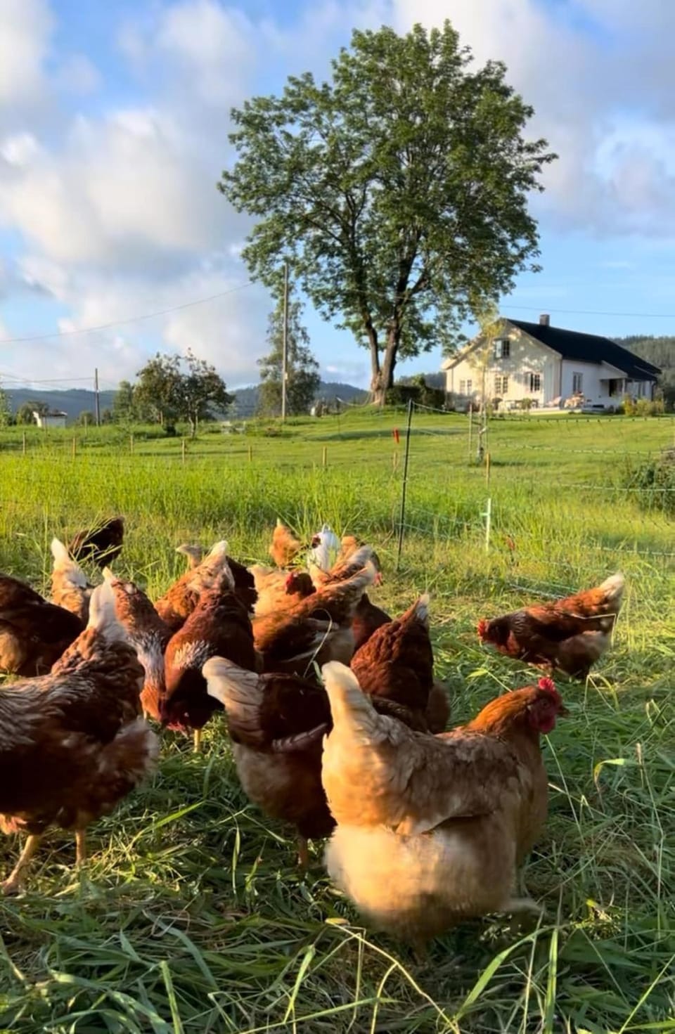 Farm stay at Løkka farm Villa in Viken, Norway