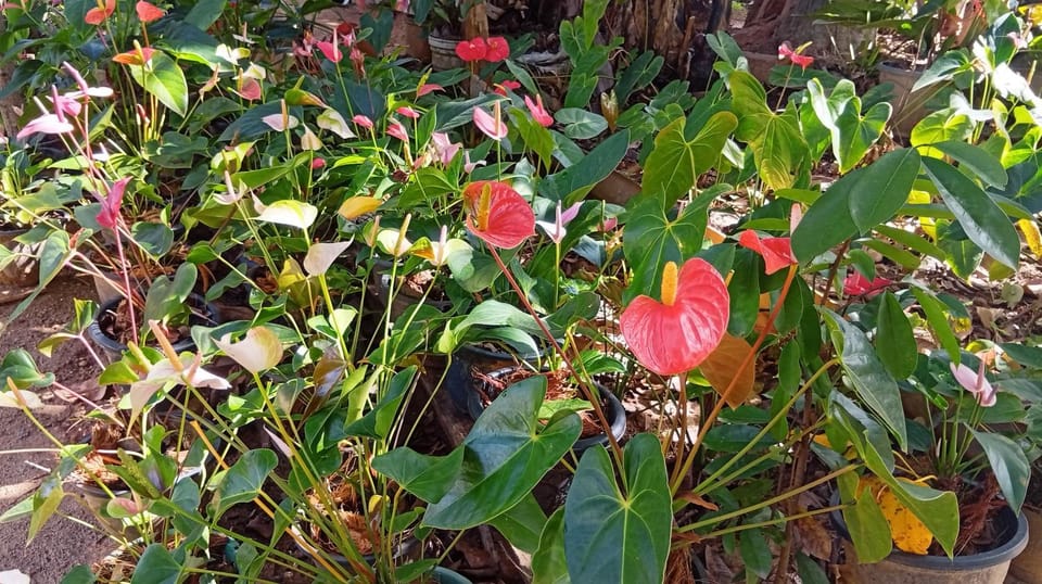 Garden, Garden, View (from property/room)