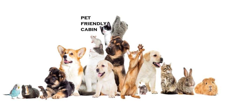 Animals, Pets