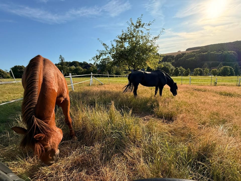 Natural landscape, Animals