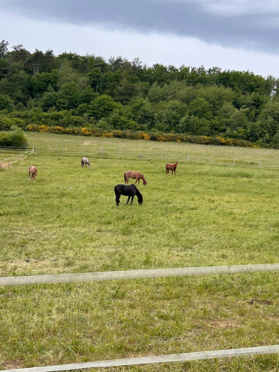 Animals