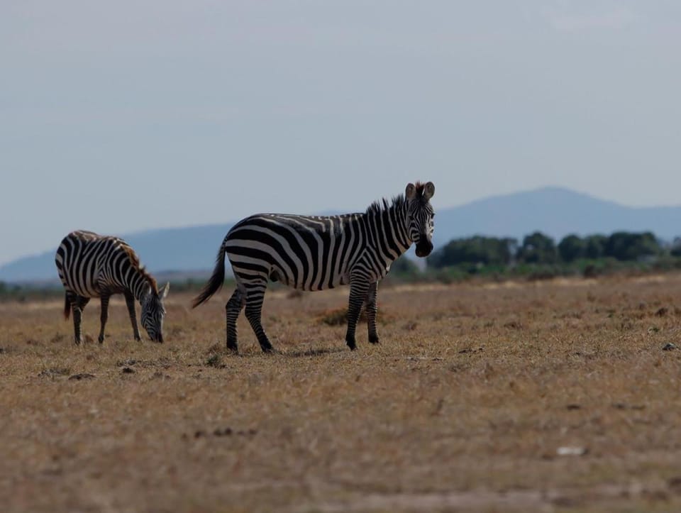 Animals