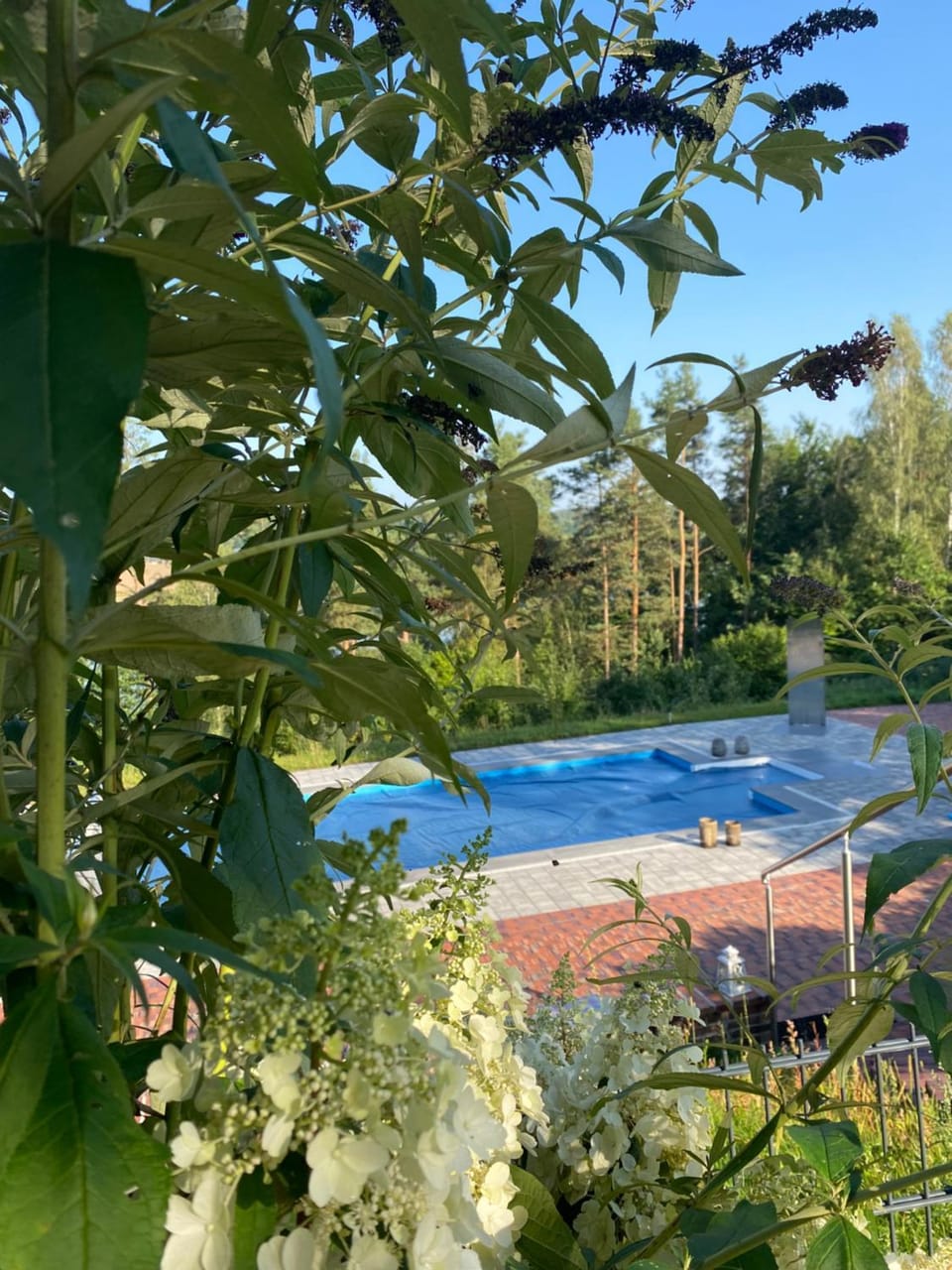 Garden, Pool view, Swimming pool